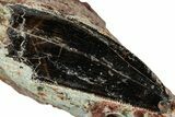 Large Serrated Abelisaurid Tooth In Situ - Dekkar Formation #299107-1